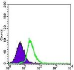 MEF2C Antibody in Flow Cytometry (Flow)