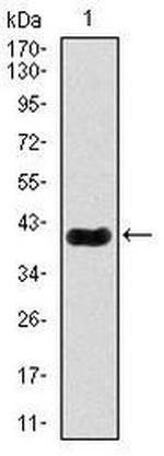 MEF2C Antibody in Western Blot (WB)