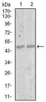 MEF2C Antibody in Western Blot (WB)