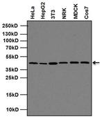 MEK1 Antibody in Western Blot (WB)