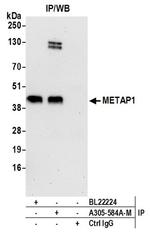 METAP1 Antibody in Western Blot (WB)