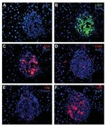 F4/80 Antibody in Immunohistochemistry (Paraffin) (IHC (P))