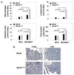 F4/80 Antibody in Immunohistochemistry (IHC)