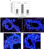 F4/80 Antibody in Immunohistochemistry (IHC)