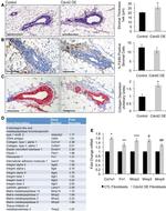 F4/80 Antibody in Immunohistochemistry (IHC)