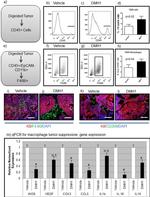 F4/80 Antibody in Immunocytochemistry, Flow Cytometry (ICC/IF, Flow)