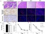 F4/80 Antibody in Immunohistochemistry (IHC)