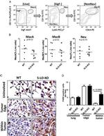 F4/80 Antibody in Immunohistochemistry (IHC)