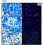 F4/80 Antibody in Immunohistochemistry (IHC)