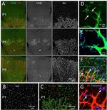 F4/80 Antibody in Immunohistochemistry (IHC)