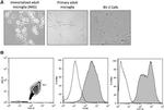 F4/80 Antibody in Flow Cytometry (Flow)