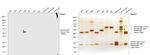 Human IgG4 Fc Secondary Antibody in Western Blot (WB)