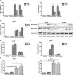 MHC Class I (H-2Kb) Antibody in Flow Cytometry (Flow)