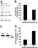 CD4 Antibody in Western Blot (WB)