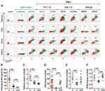 CD4 Antibody in Flow Cytometry (Flow)