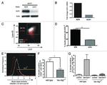 CD8 Antibody in Flow Cytometry (Flow)