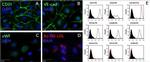 CD105 Antibody in Flow Cytometry (Flow)