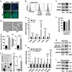 CD44 Antibody in Flow Cytometry (Flow)