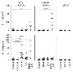 IL-12 p70 Antibody