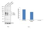 alpha-1 Antitrypsin Antibody