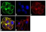 alpha-1 Antitrypsin Antibody in Immunocytochemistry (ICC/IF)