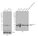 ApoA1 Antibody in Western Blot (WB)