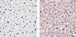 ApoA1 Antibody in Immunohistochemistry (Paraffin) (IHC (P))