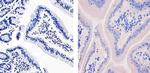 ApoA1 Antibody in Immunohistochemistry (Paraffin) (IHC (P))