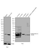 ApoA1 Antibody in Western Blot (WB)