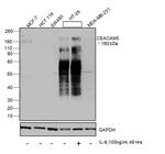 CEA Antibody