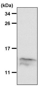 MIF Antibody in Western Blot (WB)