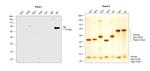 Human IgE Secondary Antibody