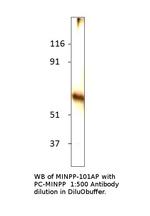 MINPP1 Antibody in Western Blot (WB)