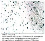 Mitofusin 2 Antibody in Immunohistochemistry (IHC)