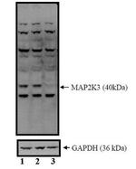 MEK3 Antibody in Western Blot (WB)