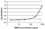 MMP2 Antibody in ELISA (ELISA)