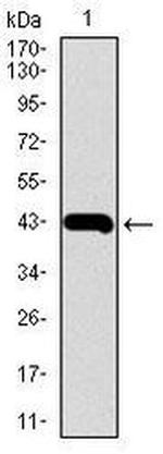 MMP2 Antibody in Western Blot (WB)