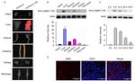 6x-His Tag Antibody in Immunocytochemistry (ICC/IF)