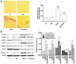 SMAD7 Antibody in Western Blot (WB)