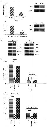 CD274 (PD-L1, B7-H1) Antibody in Western Blot (WB)