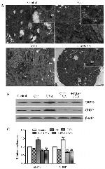 CHOP Antibody in Western Blot (WB)