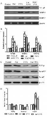 SMAD7 Antibody in Western Blot (WB)