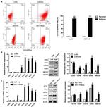 CD133 (Prominin-1) Antibody in Flow Cytometry (Flow)