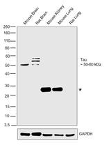 Tau Antibody in Western Blot (WB)