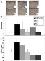 TNF alpha Antibody in Immunohistochemistry (IHC)