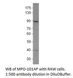 Myeloperoxidase Antibody in Western Blot (WB)