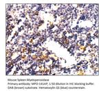 Myeloperoxidase Antibody in Immunohistochemistry (IHC)