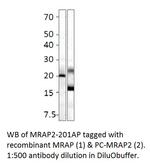 MRAP2 Antibody in Western Blot (WB)