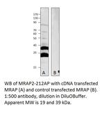 MRAP2 Antibody in Western Blot (WB)