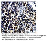 MRP1 Antibody in Immunohistochemistry (IHC)